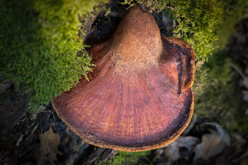 Beefsteak fungus close up