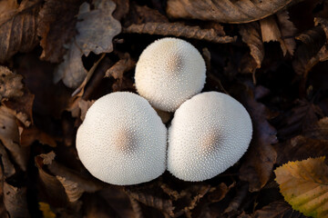 Puffball mushroom close up