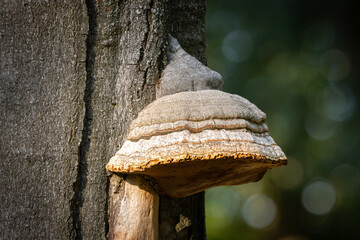 Hoof fungus close up