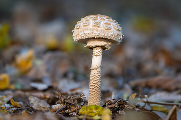 Parasol mushroom close up