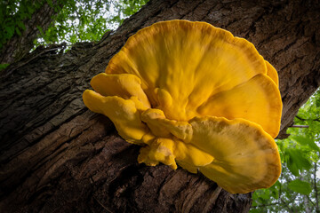 Sulphur shelf mushroom close up