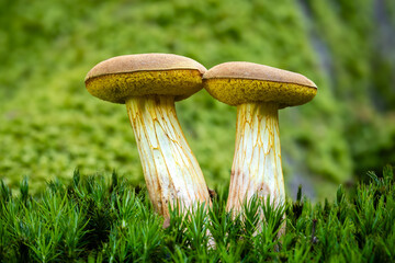 Yellowcracked bolete