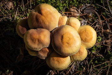 Clustered woodlover mushroom close up