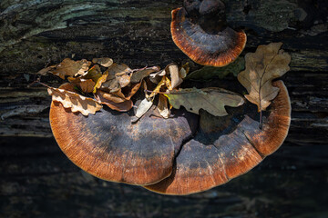 Tree fungus close up