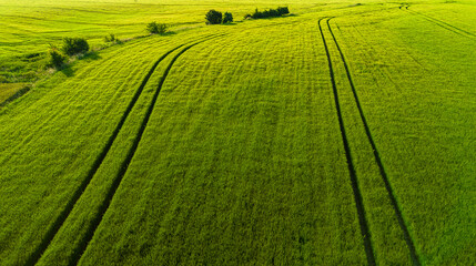 Golden Sunlight on Rural Field