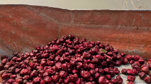 water chestnut farming in pond with boat | water chestnut farming in india 