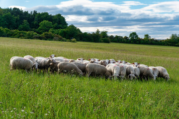 Obraz premium Flock Of Sheep In Tranquil Meadow Landscape, Gentle Sheep Grazing Amidst Green Hills And Wildflower Blooms