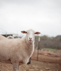 Obraz premium sheep portrait