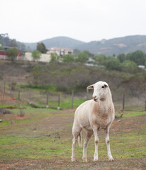 Obraz premium sheep grazing 