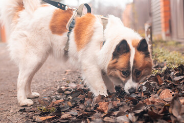 A Samoyed dog walking and sniffing leaves in the autumn.