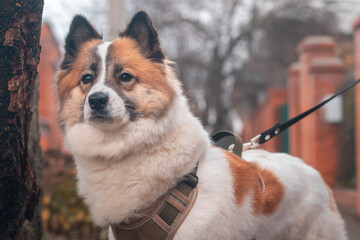 A Samoyed dog on a leash during the walk with his owner