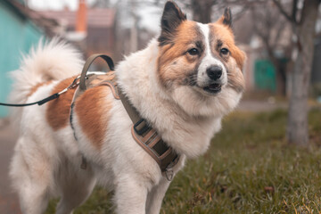 A Samoyed dog on a leash during the walk with his owner
