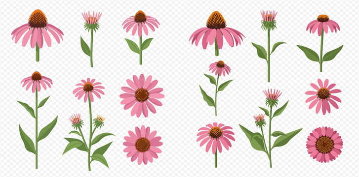 Set of beautiful purple coneflower plants and blossoms in various stages of growth.