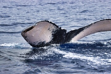 Fototapeta premium Maui, Hawai'i, USA