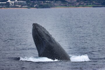 Obraz premium Maui, Hawai'i, USA
