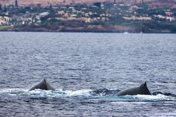 Fototapeta premium Maui, Hawai'i, USA