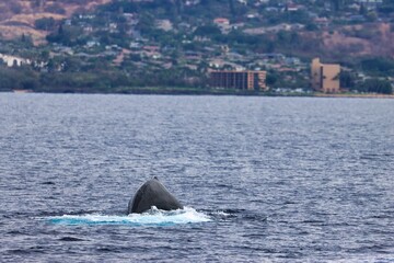Fototapeta premium Maui, Hawai'i, USA