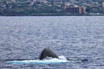 Fototapeta premium Maui, Hawai'i, USA