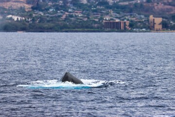 Fototapeta premium Maui, Hawai'i, USA