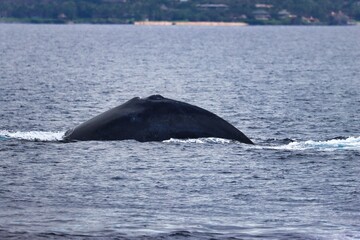 Fototapeta premium Maui, Hawai'i, USA