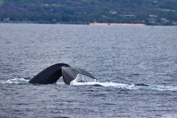 Fototapeta premium Maui, Hawai'i, USA