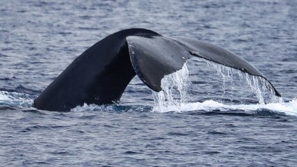 Obraz premium Maui, Hawai'i, USA