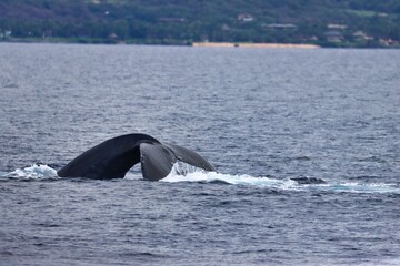 Fototapeta premium Maui, Hawai'i, USA