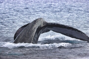 Fototapeta premium Maui, Hawai'i, USA