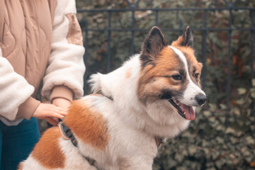Friendship between dog and owner, young woman strokes her pet Samoyed Husky