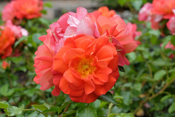 Orange and pink floribunda rose, rosa &lsquo;Gebruder Grimm&rsquo; in flower.