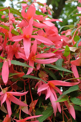Fototapeta premium Pink Begonia boliviensis ‘Million Kisses Romance’ trailing begonia, in flower.