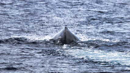 Fototapeta premium Maui, Hawai'i, USA
