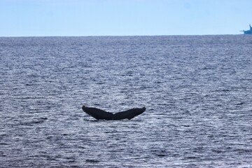 Fototapeta premium Maui, Hawai'i, USA