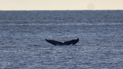 Fototapeta premium Maui, Hawai'i, USA