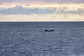 Fototapeta premium Maui, Hawai'i, USA