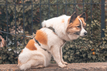 A Samoyed Laika dog sitting sideways to the camera against a fence on an autumn day.
