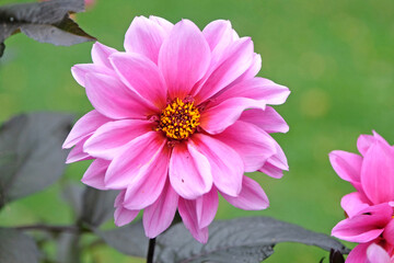 Obraz premium Pink double dahlia ‘Fascination’ in flower.