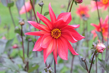 Obraz premium Peach and coral star dahlia ‘Waltzing Mathilda’ in flower.