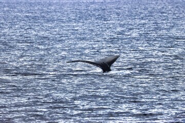 Fototapeta premium Maui, Hawai'i, USA