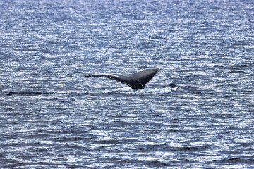 Fototapeta premium Maui, Hawai'i, USA