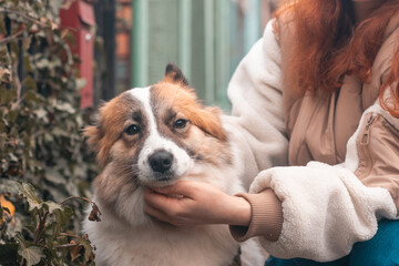 Friendship between dog and owner, young woman strokes her pet Samoyed Husky