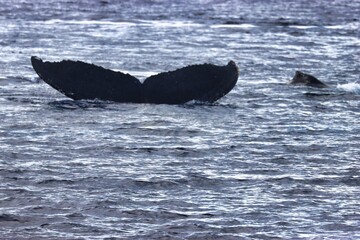 Obraz premium Maui, Hawai'i, USA