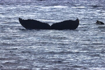 Fototapeta premium Maui, Hawai'i, USA