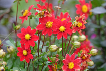 Red dwarf dahlia &lsquo;Topmix Red&rsquo; in flower.