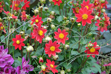 Red dwarf dahlia ‘Topmix Red’ in flower.