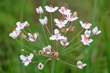 Dainty white and pink pond plant Butomus umbellatus, also known as flowering rush, in bloom.