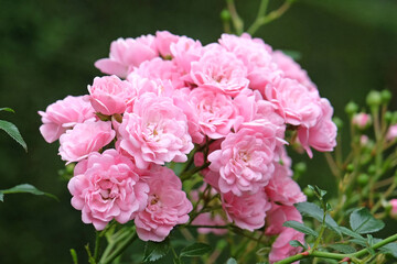 Fototapeta premium Pink rambling rose ‘Blush Rambler’ in flower.