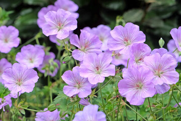 Lilac purple hardy geranium cranesbill &lsquo;Azure Rush&rsquo;  in flower.