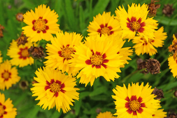 Yellow and red Coreopsis grandiflora tickseed &lsquo;Sunfire&rsquo; in flower.
