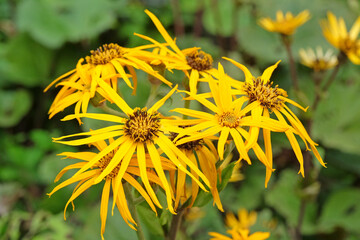 Yellow Ligularia dentata, also known as summer ragwort or leopard plant, &lsquo;Othello&rsquo; in flower.
